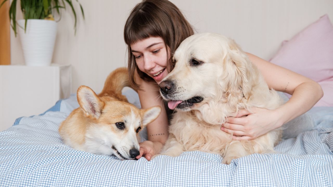 ペットと快適に暮らすリフォーム：愛犬・愛猫と幸せに過ごすための空間づくり